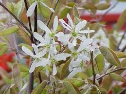 Attēlu rezultāti vaicājumam “Amelanchier canadensis”