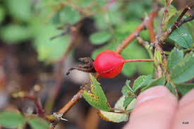 Attēlu rezultāti vaicājumam “Rosa majalis fruit”