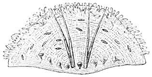 Attēlu rezultāti vaicājumam “Utricularia x neglecta leaf”