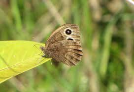 Attēlu rezultāti vaicājumam “Thecabius affinis nymph”