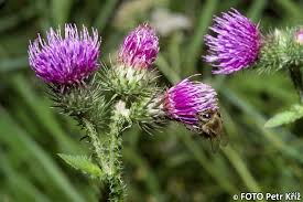 Attēlu rezultāti vaicājumam “Carduus crispus”