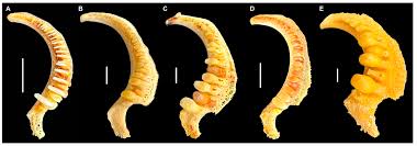 Image result for Moxostoma hubbsi