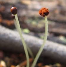 Attēlu rezultāti vaicājumam “Ptilidium pulcherrimum sporophyte”