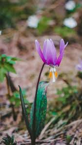 Attēlu rezultāti vaicājumam “Erythronium sibiricum flower”