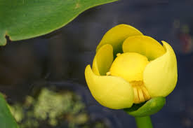 Attēlu rezultāti vaicājumam “Nuphar lutea flower”