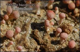 Attēlu rezultāti vaicājumam “Dibaeis baeomyces”