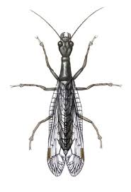 Attēlu rezultāti vaicājumam “Raphidioptera imago”