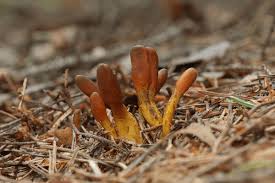 Attēlu rezultāti vaicājumam “Cordyceps ophioglossoides”