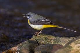 Attēlu rezultāti vaicājumam “Motacillidae”