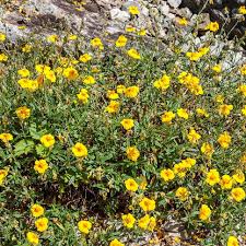 Attēlu rezultāti vaicājumam “Helianthemum x hybridum”