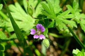 Attēlu rezultāti vaicājumam “Geranium pusillum leaf”
