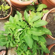 Attēlu rezultāti vaicājumam “Cirsium oleraceum”