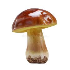 Attēlu rezultāti vaicājumam “Suillus luteus”