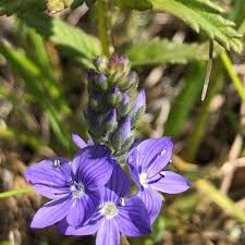 Image result for Veronica teucrium
