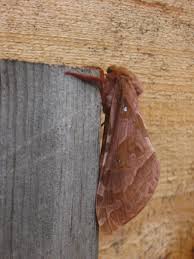 Attēlu rezultāti vaicājumam “Hepialidae”