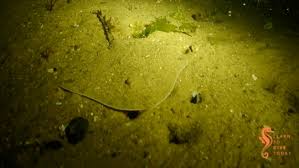 Image result for Raja straeleni