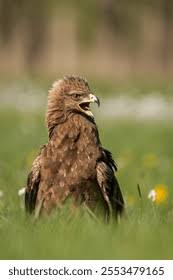 Attēlu rezultāti vaicājumam “Aquila pomarina adult”