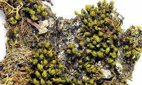 Attēlu rezultāti vaicājumam “Orthotrichum, Nyholmiella”