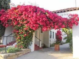 Image result for bougainvillea