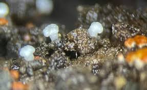 Attēlu rezultāti vaicājumam “Physarum flavicomum macro”