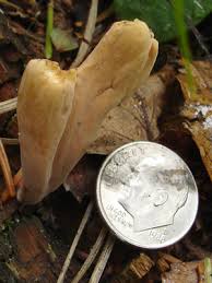 Attēlu rezultāti vaicājumam “Clavariadelphus ligula”