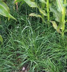 Attēlu rezultāti vaicājumam “Lolium perenne”