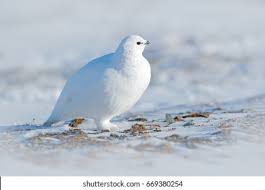 Image result for Lagopus lagopus