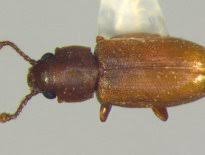 Attēlu rezultāti vaicājumam “Silvanidae”