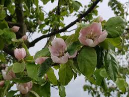 Attēlu rezultāti vaicājumam “Cydonia oblonga flower”