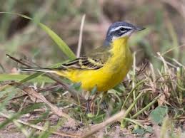 Attēlu rezultāti vaicājumam “Motacilla flava flava adult”