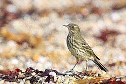 Image result for Anthus petrosus