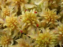 Attēlu rezultāti vaicājumam “Sphagnum contortum”