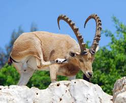 Attēlu rezultāti vaicājumam “Capra”