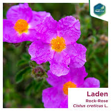 Attēlu rezultāti vaicājumam “Cistaceae”