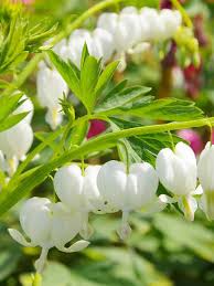 Image result for tränendes Herz