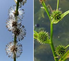 Attēlu rezultāti vaicājumam “Sparganium neglectum”