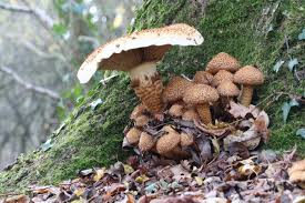 Attēlu rezultāti vaicājumam “Pholiota squarrosa”