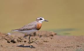 Image result for Charadrius asiaticus