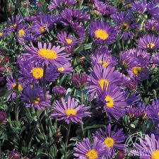 Image result for Aster alpinus