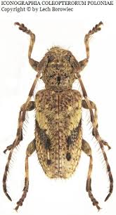 Attēlu rezultāti vaicājumam “Pogonocherus hispidulus”