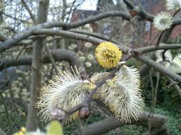 Attēlu rezultāti vaicājumam “Salix caprea male flower”