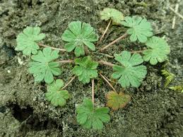 Attēlu rezultāti vaicājumam “Geranium pusillum”