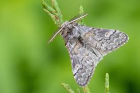 Attēlu rezultāti vaicājumam “Eilema depressa imago”