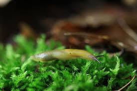 Attēlu rezultāti vaicājumam “Malacolimax tenellus”