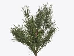 Attēlu rezultāti vaicājumam “Pinus sylvestris leaf”