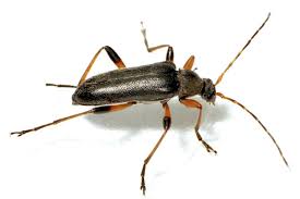 Attēlu rezultāti vaicājumam “Cortodera femorata”