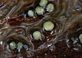 Attēlu rezultāti vaicājumam “Vibrissea decolorans”