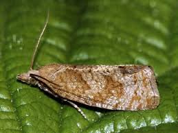 Attēlu rezultāti vaicājumam “Epiblema grandaevana”