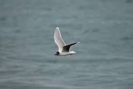 Attēlu rezultāti vaicājumam “Larus minutus”