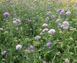 Image result for Knautia arvensis